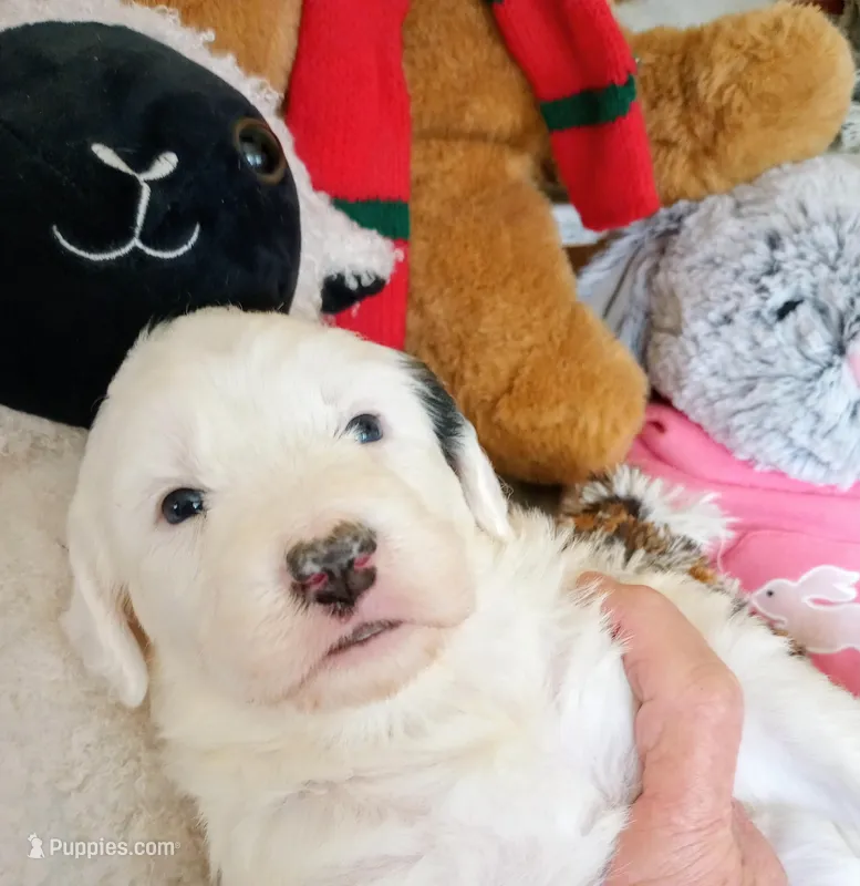Angels Kiss,standard,OES – Sheepadoodle, Poodle - Standard  puppy for sale in Apple Valley, CA
