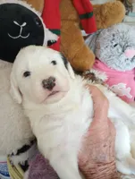 Angels Kiss,standard,OES, a female Sheepadoodle and Poodle - Standard  for sale in Apple Valley, CA – Photo 4 of 10
