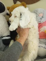 Angels Kiss,service dog,smart,pls text  my phone only!, a female Old English Sheepdog and Sheepadoodle for sale in Apple Valley, CA – Photo 4 of 10