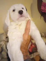 Angels Kiss,service dog,smart,merle,pls text only!, a female Old English Sheepdog and Sheepadoodle for sale in Apple Valley, CA – Photo 3 of 10