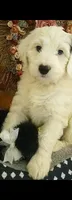 Angels Kiss,service dog,low shed,pls text  my phone only!, a female Old English Sheepdog and Sheepadoodle for sale in Apple Valley, CA – Photo 9 of 10