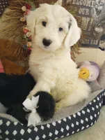 Angels Kiss,service dog,smart,pls text  my phone only!, a female Old English Sheepdog and Sheepadoodle for sale in Apple Valley, CA – Photo 3 of 10