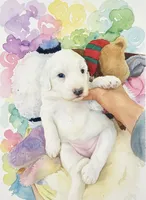 Angels Kiss,standard,OES, a female Sheepadoodle and Poodle - Standard  for sale in Apple Valley, CA – Photo 2 of 10