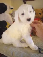 Angels Kiss,service dog,smart,merle,pls text only!, a female Old English Sheepdog and Sheepadoodle for sale in Apple Valley, CA – Photo 5 of 10