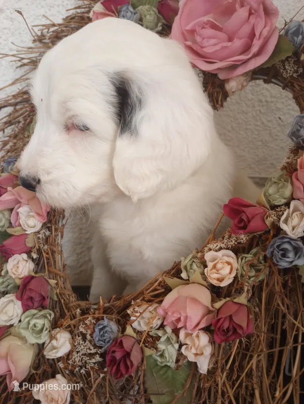 Angels Kiss,very gentle,blue eye,merle – Old English Sheepdog, Sheepadoodle puppy for sale in Apple Valley, CA