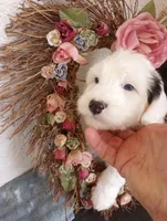 Angels Kiss,service dog,smart,merle,pls text only!, a female Old English Sheepdog and Sheepadoodle for sale in Apple Valley, CA – Photo 4 of 10