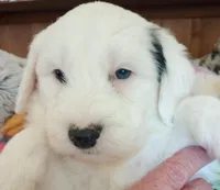 Angels Kiss,service dog,smart,merle,pls text only!, a female Old English Sheepdog and Sheepadoodle for sale in Apple Valley, CA – Photo 1 of 10