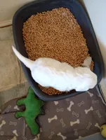 Angels Kiss,standard,OES, a female Sheepadoodle and Poodle - Standard  for sale in Apple Valley, CA – Photo 6 of 10