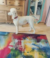 Diva, adorable, not just another pretty face, pls text phone only!, a female Old English Sheepdog and Sheepadoodle for sale in Apple Valley, CA – 10 of 10