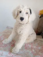 Diva,serious obed, Gives hugs,low shed!, blue eye,pls text my phone, a female Old English Sheepdog and Sheepadoodle for sale in Apple Valley, CA – 8 of 9