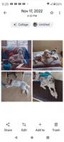 Hallie, one of a kind ,colors galore!,blue eye!, a female Old English Sheepdog and Poodle - Multi-Colored Standard for sale in Apple Valley, CA – 9 of 10