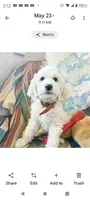 Oakley animated teddy bear,Low shed,pls text my phone only!!, a male Old English Sheepdog and Sheepadoodle for sale in Apple Valley, CA – 7 of 7