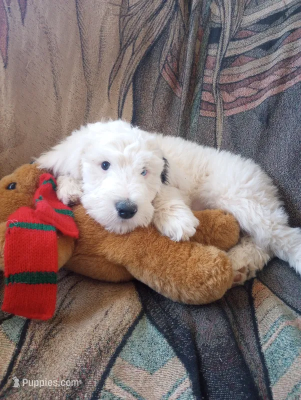 Diva, adorable, striking blue eye, pls text phone only! – Old English Sheepdog, Sheepadoodle puppy for sale in Apple Valley, CA