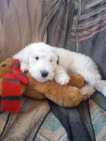 Diva, merle, adorable, striking blue eye, pls text phone only!, a female Old English Sheepdog and Sheepadoodle for sale in Apple Valley, CA – 4 of 10