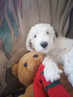 Diva, merle, adorable, striking blue eye, pls text phone only!, a female Old English Sheepdog and Sheepadoodle for sale in Apple Valley, CA – 5 of 10