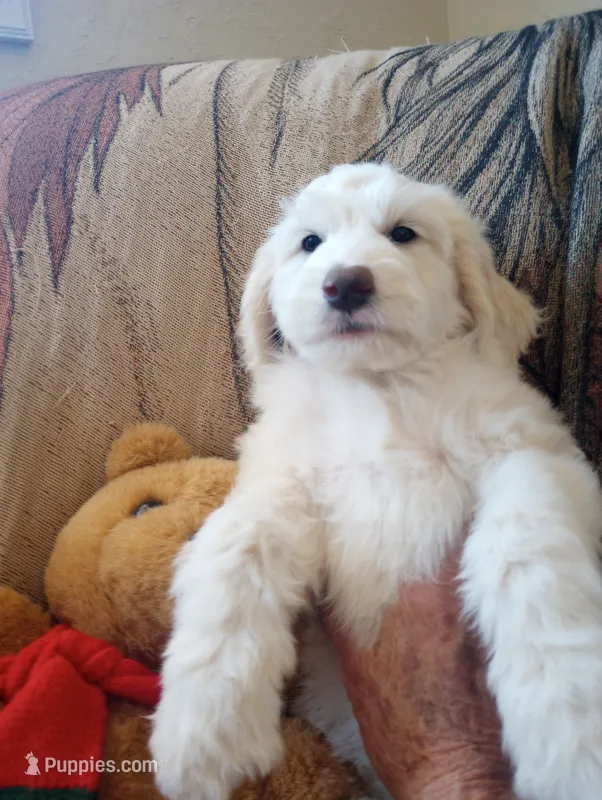 Oakley the love bear,Moyen size,Low shed,pls text my phone only!! – Old English Sheepdog, Sheepadoodle puppy for sale in Apple Valley, CA