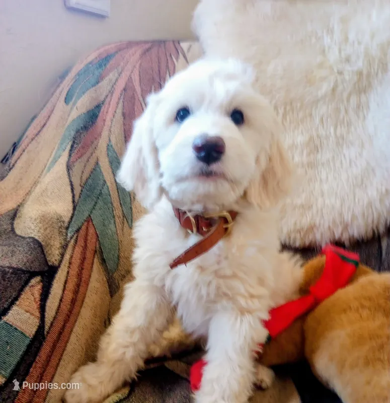Oakley animated teddy bear,Low shed,pls text my phone only!! – Sheepadoodle, Poodle - Standard  puppy for sale in Apple Valley, CA