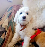 Oakley Little Bear,gentle soul,Low shed,pls text my phone only!!, a male Sheepadoodle and Poodle - Standard  for sale in Apple Valley, CA – 3 of 10