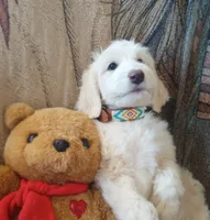 Oakley Little Bear,eager to please,Low shed,pls text my phone only!!, a male Sheepadoodle and Poodle - Standard  for sale in Apple Valley, CA – 1 of 10