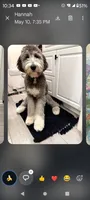 Diva, very focused, pls text me!!much info in profile!!, a female Old English Sheepdog and Sheepadoodle for sale in Apple Valley, CA – 9 of 10