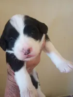 Blessing,standard,OES, a female Poodle - Multi-Colored Standard and Sheepadoodle for sale in Apple Valley, CA – Photo 3 of 10