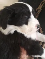 Blessing,standard,OES, a female Old English Sheepdog and Sheepadoodle for sale in Apple Valley, CA – Photo 2 of 10
