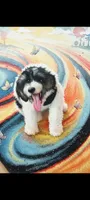 Standard sheepadoodle f1, a  Sheepadoodle for sale in Apple Valley, CA – Photo 4 of 5