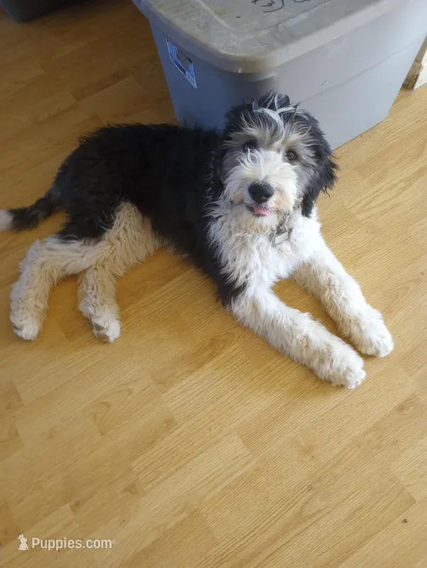 Standard sheepadoodle f1
