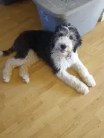 Standard sheepadoodle f1, a  Sheepadoodle for sale in Apple Valley, CA – Photo 1 of 5