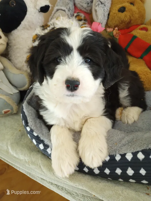 Blessing,standard poodle,OES,stunning,pls text only!! – Old English Sheepdog, Sheepadoodle puppy for sale in Apple Valley, CA