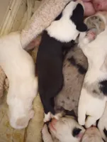 Blessing, a female Sheepadoodle for sale in Apple Valley, CA – Photo 4 of 9