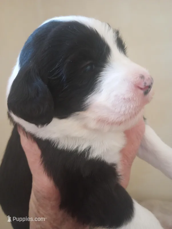 Blessing,standard,OES – Sheepadoodle puppy for sale in Apple Valley, CA