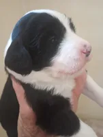 Blessing,standard,OES, a female Poodle - Multi-Colored Standard and Sheepadoodle for sale in Apple Valley, CA – Photo 1 of 10