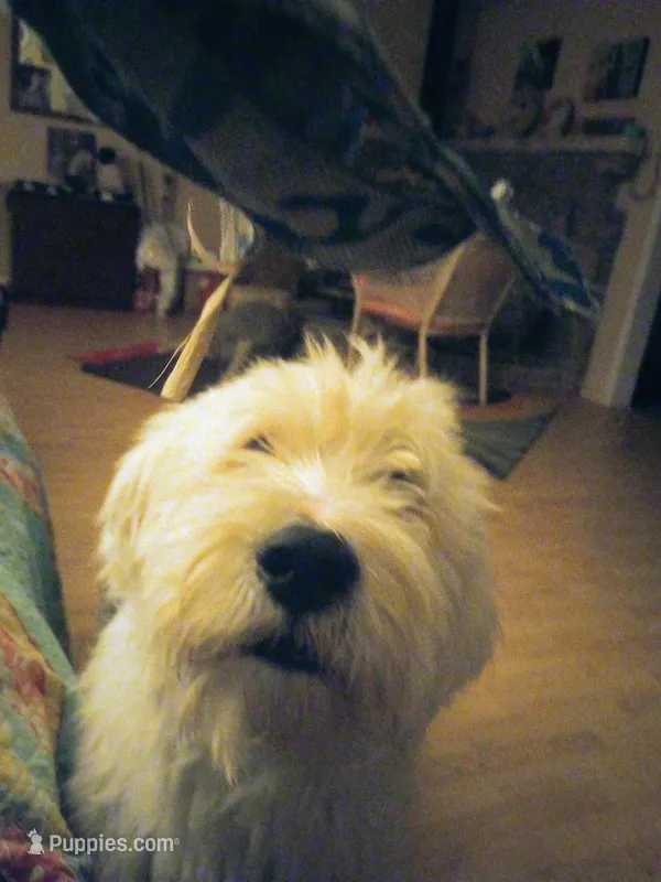  Stand sheepadoodle f1due