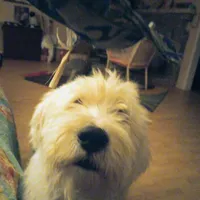 Blessing, a female Sheepadoodle for sale in Apple Valley, CA – Photo 2 of 9