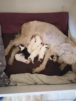 Blessing, a female Sheepadoodle for sale in Apple Valley, CA – Photo 8 of 9