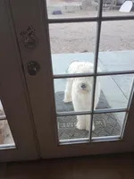 Standard sheepadoodle f1, a  Sheepadoodle for sale in Apple Valley, CA – Photo 3 of 5