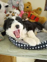 Blessing,standard poodle,OES,stunning,pls text only!!, a female Old English Sheepdog and Sheepadoodle for sale in Apple Valley, CA – Photo 4 of 10