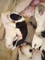 Blessing, a female Sheepadoodle for sale in Apple Valley, CA – Photo 3 of 9