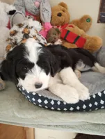 Blessing,standard poodle,OES,stunning,pls text only!!, a female Old English Sheepdog and Sheepadoodle for sale in Apple Valley, CA – Photo 2 of 10