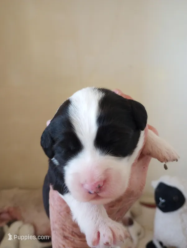 Blessing – Sheepadoodle puppy for sale in Apple Valley, CA