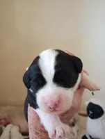 Blessing, a female Sheepadoodle for sale in Apple Valley, CA – Photo 1 of 9