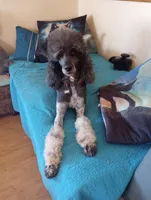 Blessing, a female Sheepadoodle for sale in Apple Valley, CA – Photo 9 of 9