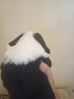 Blessing,standard,OES, a female Poodle - Multi-Colored Standard and Sheepadoodle for sale in Apple Valley, CA – Photo 2 of 10