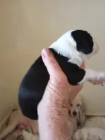 Blessing, a female Sheepadoodle for sale in Apple Valley, CA – Photo 5 of 9