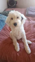 Angel low shed, sweet family dog,purebred parents, pls text my phone!, a female Old English Sheepdog and Poodle - Standard  for sale in Apple Valley, CA – 5 of 10