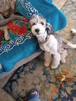 Stormy,incredible!trained, a female Sheepadoodle and Poodle - Standard  for sale in Apple Valley, CA – Photo 4 of 10
