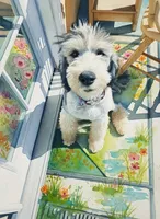 Stormy,incredible!trained, a female Sheepadoodle and Poodle - Standard  for sale in Apple Valley, CA – Photo 2 of 10