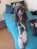 Stormy,incredible!trained, a female Sheepadoodle and Poodle - Standard  for sale in Apple Valley, CA – Photo 10 of 10