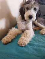 Stormy,incredible!trained, a female Sheepadoodle and Poodle - Standard  for sale in Apple Valley, CA – Photo 1 of 10